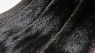 Норка Сканбраун (Scanbrown)